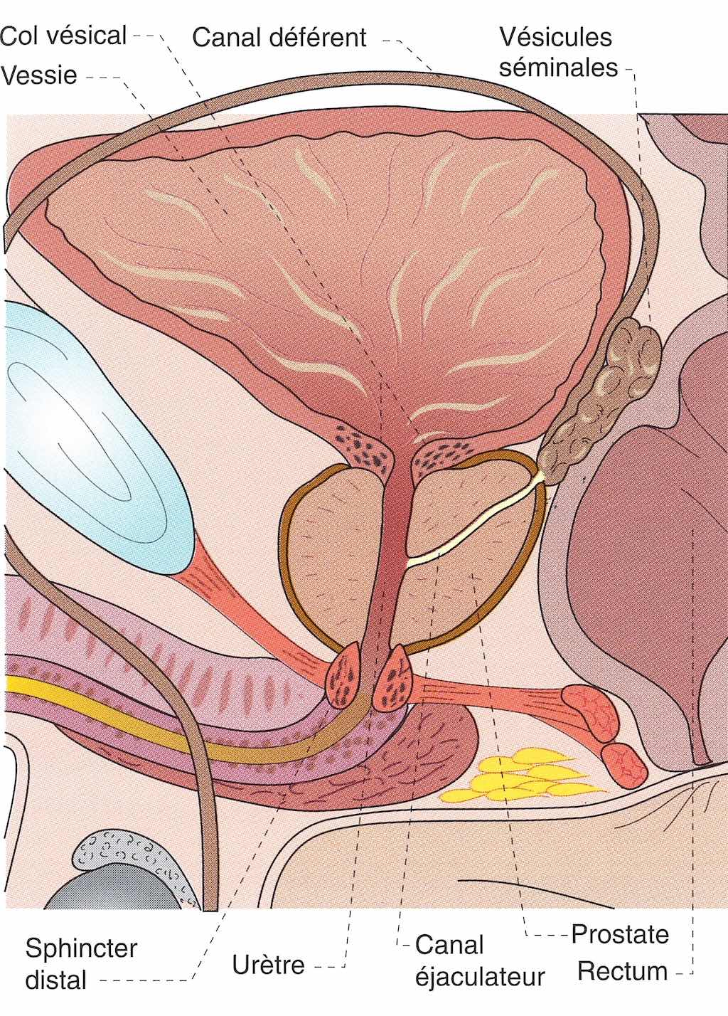 figure; anatomie de la prostate